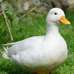 Meet your Posher, Xavier